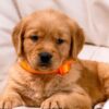 Image of Clover, a Golden Retriever puppy