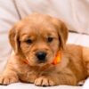 Image of Clover, a Golden Retriever puppy