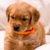 Image of Clover, a Golden Retriever puppy