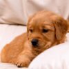 Image of Clover, a Golden Retriever puppy