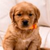 Image of Clover, a Golden Retriever puppy