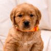 Image of Clover, a Golden Retriever puppy