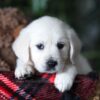 Image of Cookie, a Golden Retriever puppy