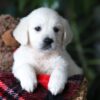 Image of Cookie, a Golden Retriever puppy