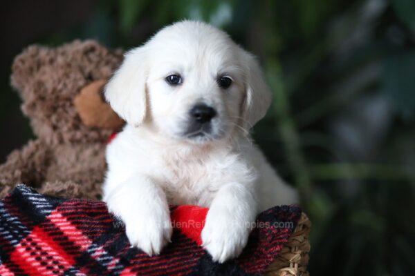 Image of Cookie, a Golden Retriever puppy