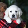 Image of Cookie, a Golden Retriever puppy