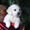 Image of Cookie, a Golden Retriever puppy