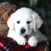 Image of Cookie, a Golden Retriever puppy