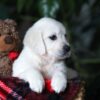 Image of Cookie, a Golden Retriever puppy