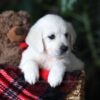 Image of Cookie, a Golden Retriever puppy