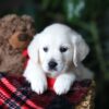 Image of Cookie, a Golden Retriever puppy