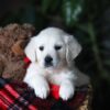 Image of Cookie, a Golden Retriever puppy