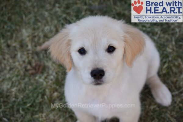 Image of Wiggles, a Golden Retriever puppy