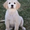 Image of Wiggles, a Golden Retriever puppy