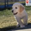 Image of Wiggles, a Golden Retriever puppy