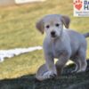 Image of Wiggles, a Golden Retriever puppy