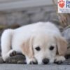 Image of Wiggles, a Golden Retriever puppy