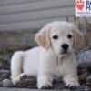 Image of Wiggles, a Golden Retriever puppy