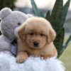 Image of Echo, a Golden Retriever puppy