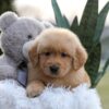 Image of Echo, a Golden Retriever puppy