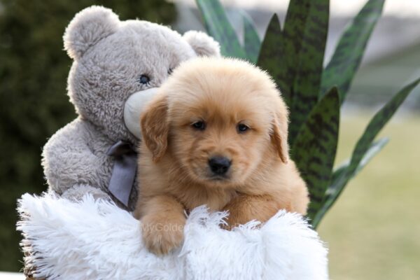 Image of Echo, a Golden Retriever puppy