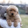 Image of Edison, a Golden Retriever puppy