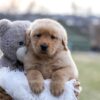 Image of Edison, a Golden Retriever puppy