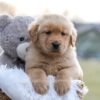 Image of Edison, a Golden Retriever puppy