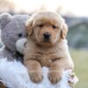 Image of Edison, a Golden Retriever puppy