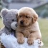 Image of Edison, a Golden Retriever puppy