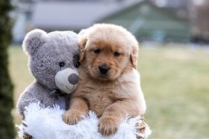 Image of Edison, a Golden Retriever puppy