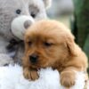 Image of Ellie, a Golden Retriever puppy