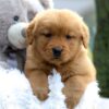 Image of Ellie, a Golden Retriever puppy