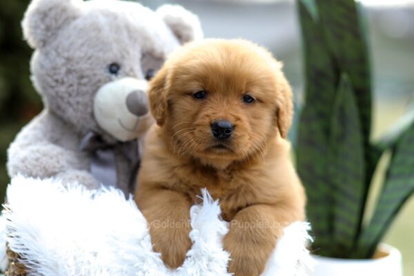 Image of Ellie, a Golden Retriever puppy