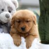 Image of Ellie, a Golden Retriever puppy