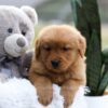 Image of Ellie, a Golden Retriever puppy