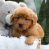 Image of Emmy, a Golden Retriever puppy