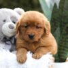 Image of Emmy, a Golden Retriever puppy