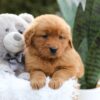 Image of Emmy, a Golden Retriever puppy