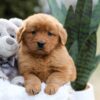 Image of Emmy, a Golden Retriever puppy