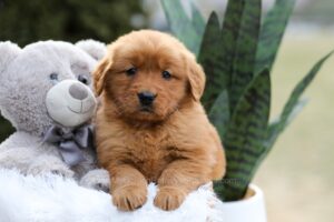 Image of Emmy, a Golden Retriever puppy