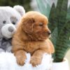 Image of Emmy, a Golden Retriever puppy