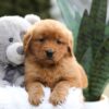 Image of Emmy, a Golden Retriever puppy