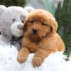 Image of Emmy, a Golden Retriever puppy