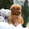 Image of Emmy, a Golden Retriever puppy