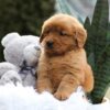 Image of Emmy, a Golden Retriever puppy