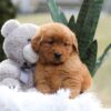 Image of Emmy, a Golden Retriever puppy