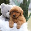 Image of Emmy, a Golden Retriever puppy