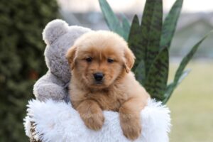 Image of Enzo, a Golden Retriever puppy