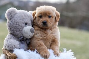 Image of Esme, a Golden Retriever puppy